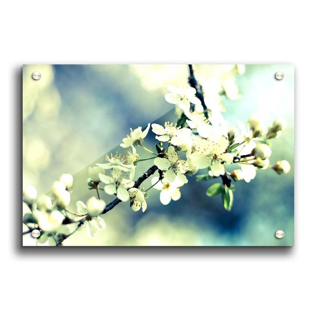 Spring Cherry Blossoms Flowers - Unframed Photograph Print on Acrylic East Urban Home Size: 29.7cm H x 42cm W on Productcaster.