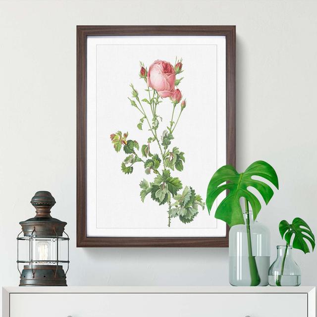 Pink Rosebush in Bloom by Pierre-Joseph Redoute - Picture Frame Painting Print East Urban Home Size: 65cm H x 48cm W x 2cm D, Frame Option: Walnut Fra on Productcaster.