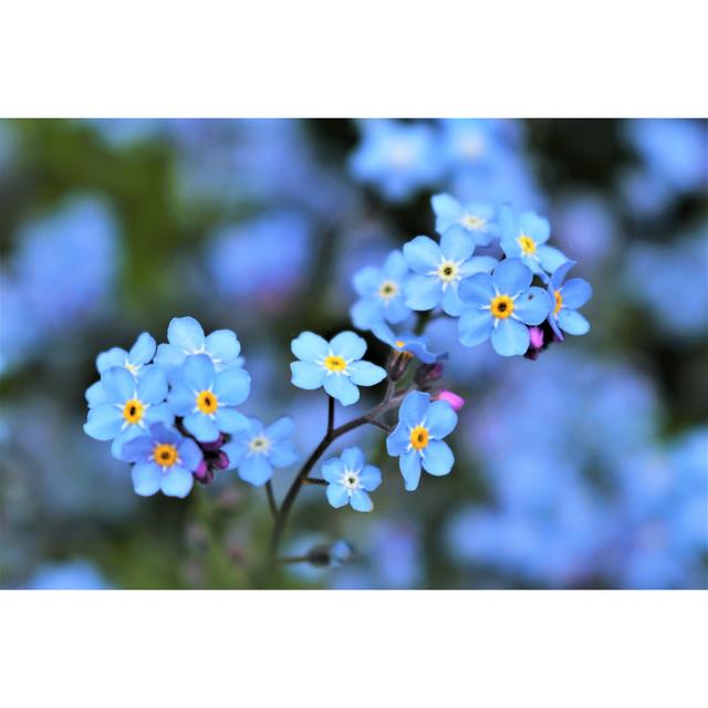 Bright Forget Me Nots by Agnieszka Klimaszewska - Wrapped Canvas Print Ebern Designs Size: 20.32cm H x 30.48cm W on Productcaster.