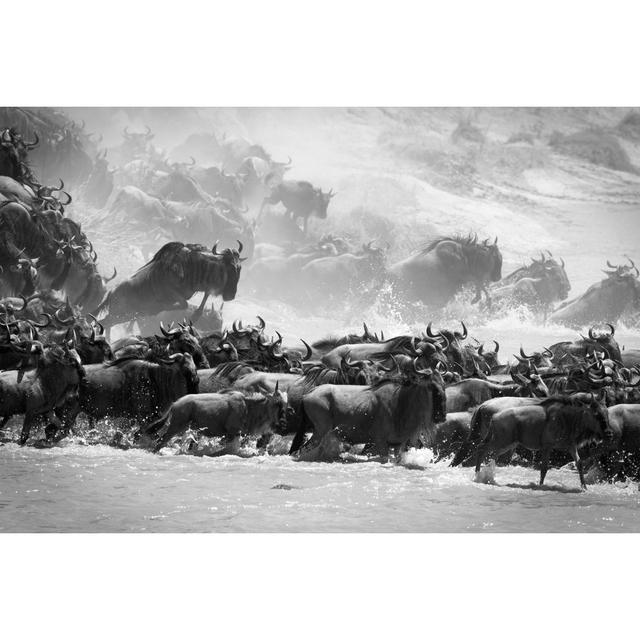 Wildebeest River Crossing by WLDavies - Print Wall Art Production Network Size: 30cm H x 46cm W x 3.8cm D on Productcaster.