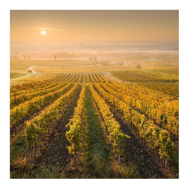 Autumn Vineyards Near Vienna Semi-Gloss Wallpaper Roll East Urban Home Size: 288cm L x 190cm W on Productcaster.