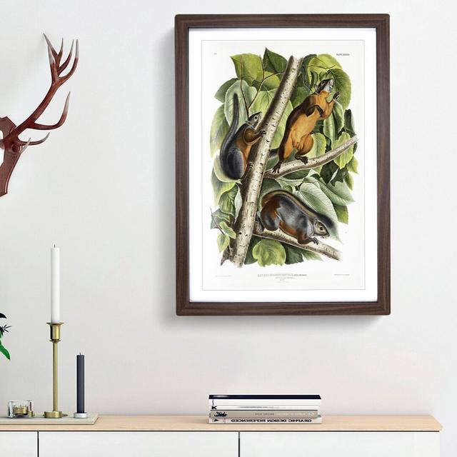 Red-Bellied Squirrels by J.W. Audubon - Picture Frame Painting Print East Urban Home Size: 36cm H x 27cm W x 2cm D, Frame Option: Walnut Framed on Productcaster.