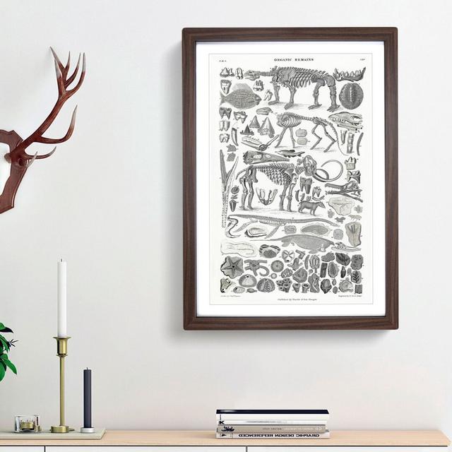 Fossils and Skeletons LXV by Oliver Goldsmith - Picture Frame Drawing Print on MDF East Urban Home Size: 65cm H x 48cm W x 2cm D, Frame Option: Walnut on Productcaster.