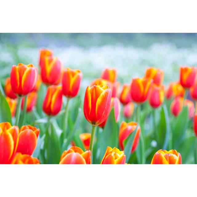 Orange Tulips by Pixynook - Wrapped Canvas Print 17 Stories Size: 40cm H x 60cm W x 1.8cm D on Productcaster.