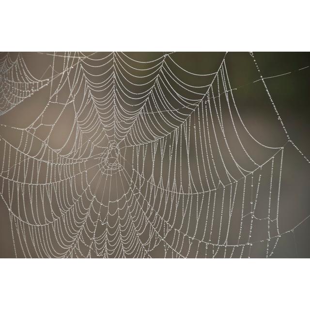 Dewey Spider Web 3 - Wrapped Canvas Print 17 Stories Size: 81cm H x 122cm W x 3.8cm D on Productcaster.