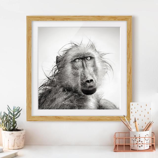 Crying Baboon Framed Photographic Art Print East Urban Home Frame Options: Natural oak, Size: 50cm H x 50cm W on Productcaster.