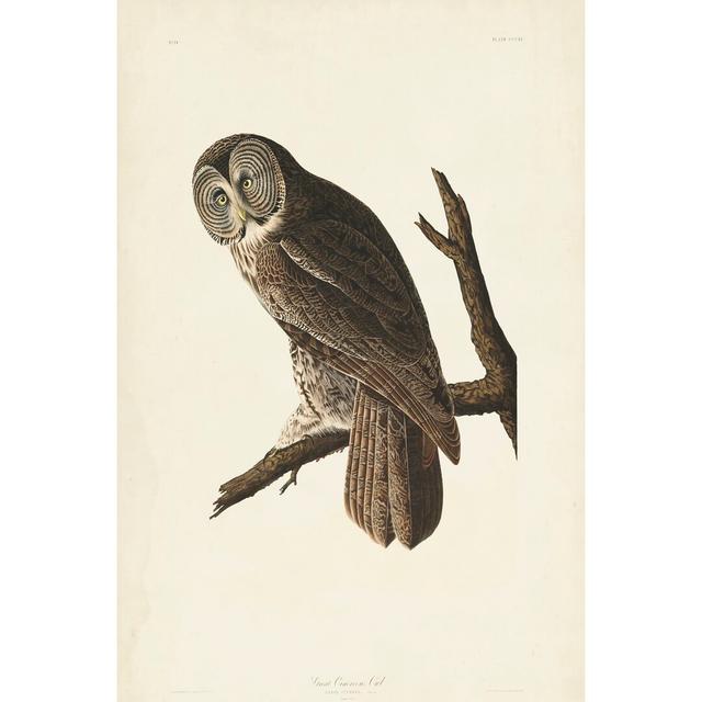 Pl 351 Great Cinereous Owl by John Audubon - Wrapped Canvas Painting Print Union Rustic Size: 76cm H x 51cm W on Productcaster.