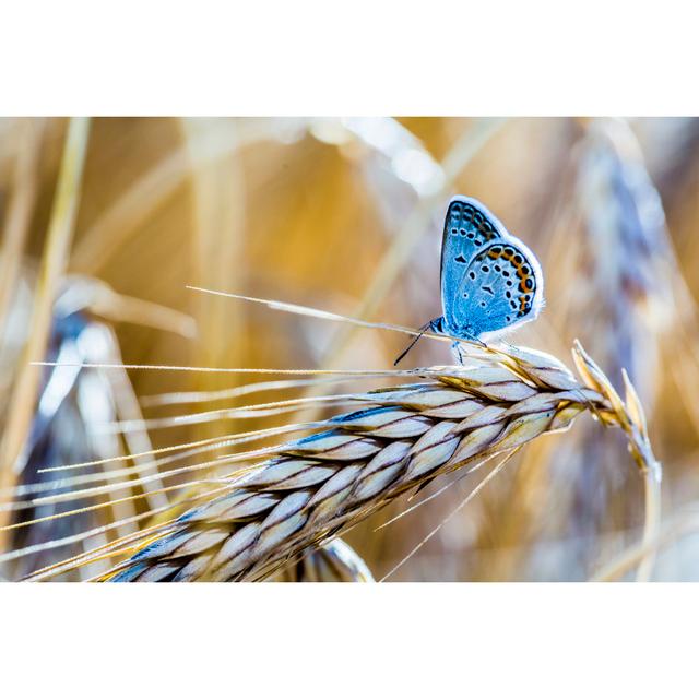 Blue Butterfly On The Wheat by Kgfoto - No Frame Print on Canvas Brambly Cottage Size: 60cm H x 90cm W on Productcaster.