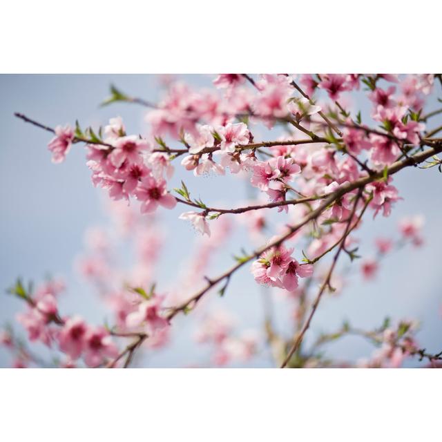 Close Up Of Cherry Blossoms On A Clear Day - Wrapped Canvas Print 17 Stories Size: 51cm H x 76cm W x 3.8cm D on Productcaster.