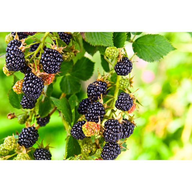 Blackberry by Igorr1 - Wrapped Canvas Print August Grove Size: 81.28cm H x 121.92cm W on Productcaster.