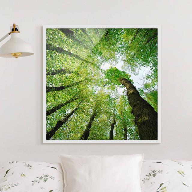 Trees of Life - Picture Frame Graphic Art Union Rustic Frame Option: White Framed, Size: 50cm H x 50cm W x 2cm D on Productcaster.