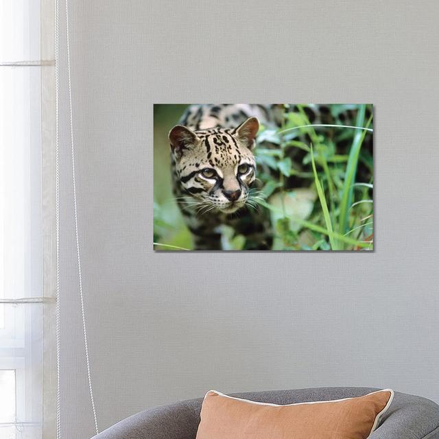 Ocelot Portrait, Belize by Tim Fitzharris - Wrapped Canvas Gallery-Wrapped Canvas Giclée Ebern Designs Size: 45.72cm H x 66.04cm W x 3.81cm D on Productcaster.