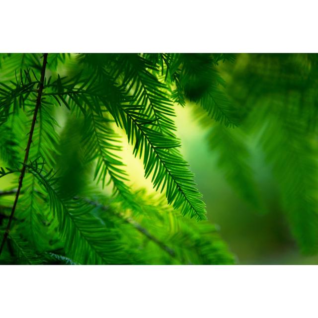 Branch Of The Canadian Pine by Charlyk - Wrapped Canvas Print Ebern Designs Size: 20.32cm H x 30.48cm W on Productcaster.