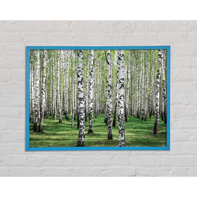 Silver Birch Beauty - Single Picture Frame Art Prints Union Rustic Size: 29.7cm H x 42cm W x 2cm D on Productcaster.