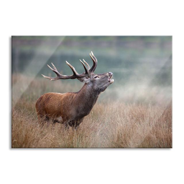 Roaring Deer in the Field - Unframed Photograph on Glass Alpen Home Size: 60cm H x 80cm W x 0.4cm D on Productcaster.