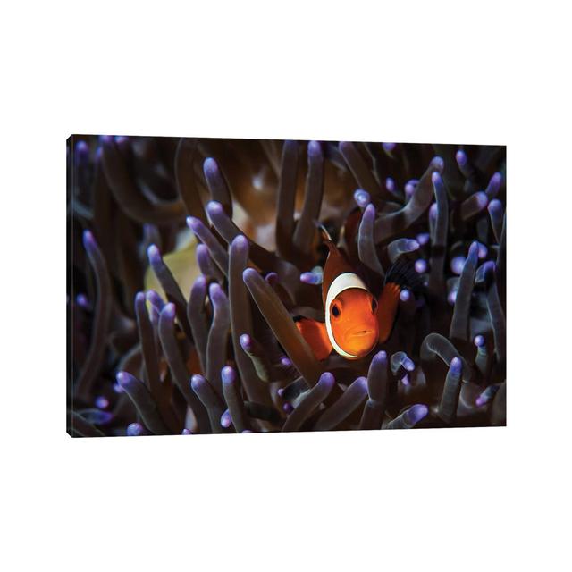 A Clownfish in an Anemone, North Sulawesi, Indonesia by Brook Peterson - Wrapped Canvas Photograph House of Hampton Size: 20.32cm H x 30.48cm W x 1.91 on Productcaster.