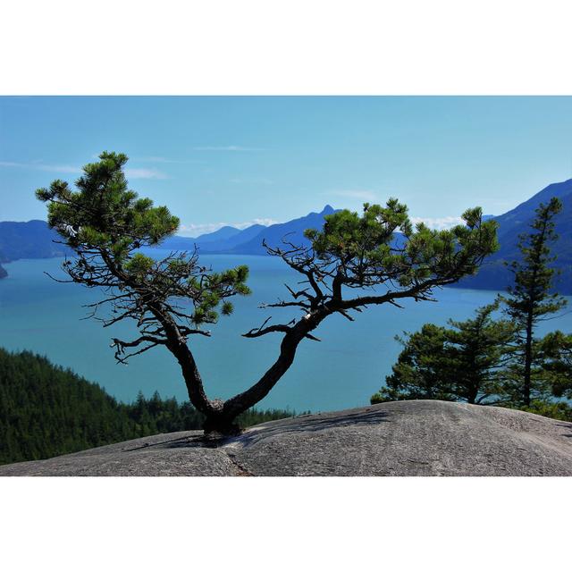 V-Shaped Tree by Yibaoty - Wrapped Canvas Photograph Alpen Home Size: 61cm H x 91cm W on Productcaster.