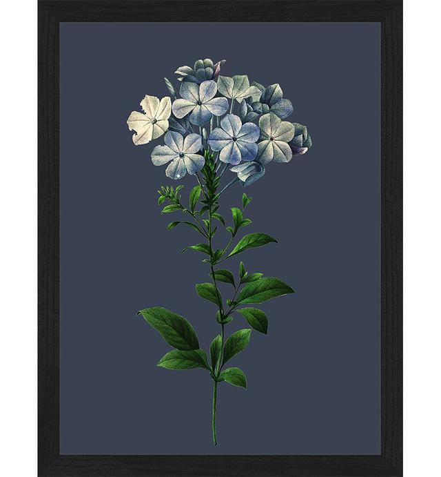 Gerahmtes Poster Plumbago Caerulea Maison Alouette Größe: 43 cm H x 33 cm B x 2,5 cm T on Productcaster.