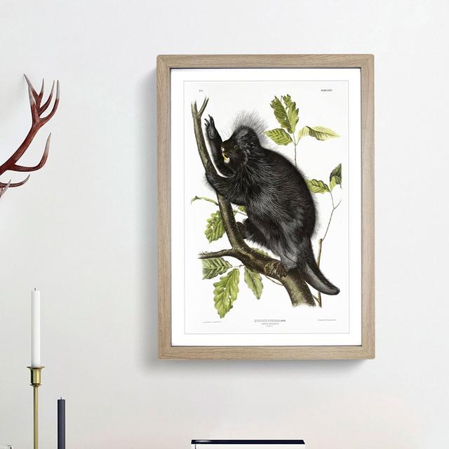 Canadian Porcupine by J.W. Audubon - Picture Frame Graphic Art Print East Urban Home Size: 87cm H x 62cm W x 2cm D, Frame Option: Oak Framed on Productcaster.