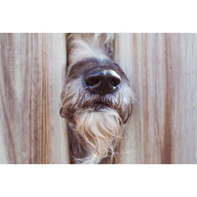 Nose of A Dog by Smrm1977 - Wrapped Canvas Photograph Latitude Run Size: 61cm H x 91cm W x 3.8cm D on Productcaster.