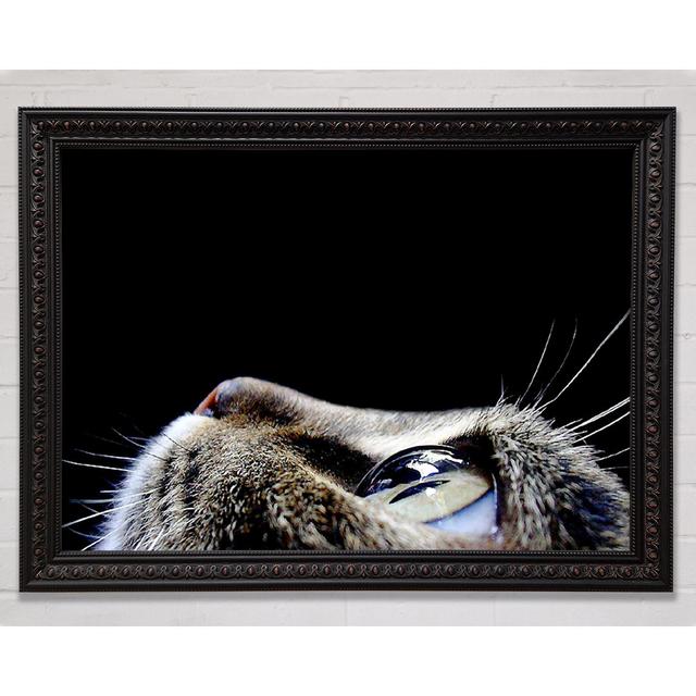 Cat Eyes Framed Print Bright Star Size: 59.7cm H x 84.1cm W on Productcaster.