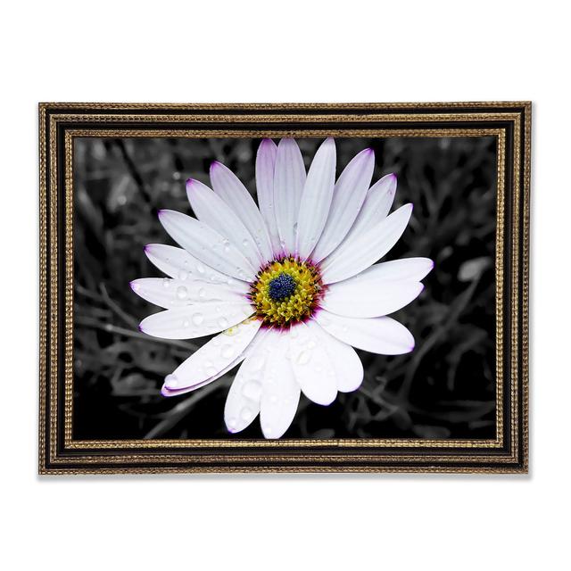 White Daisy On B N W - Single Picture Frame Art Prints Brayden Studio Format: Black/Gold Framed Paper, Size: 84.1cm H x 118.9cm W x 3cm D on Productcaster.