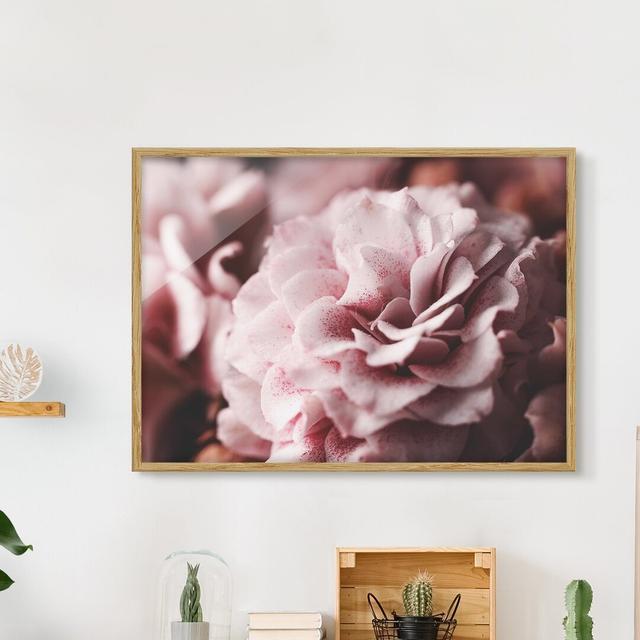 Shabby Pink Rose Pastel - Picture Frame Graphic Art Rosdorf Park Format: Brown Framed, Size: 70cm H x 100cm W x 2cm D, Matte Colour: White on Productcaster.