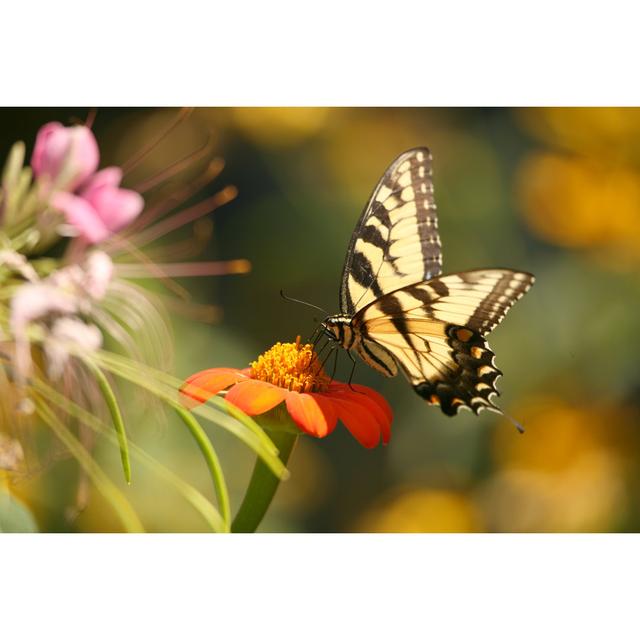 Butterfly Snack by Cjmckendry - No Frame Art Prints on Canvas Brambly Cottage Size: 30cm H x 46cm W on Productcaster.