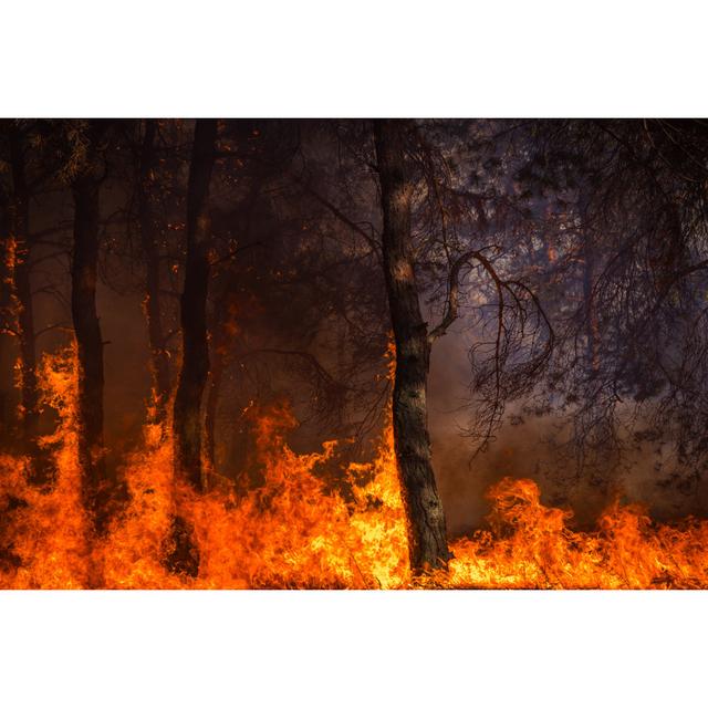 Eddystone Burning Pine Forest by Lumppini - Wrapped Canvas Print Alpen Home Size: 30cm H x 46cm W x 3.8cm D on Productcaster.