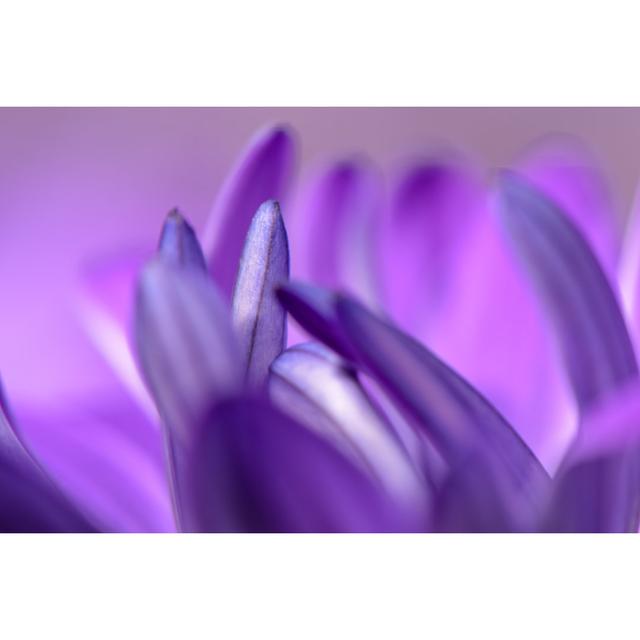 Elegant Purple Pink Flower by WildLivingArts - Print 17 Stories Size: 60cm H x 90cm W on Productcaster.