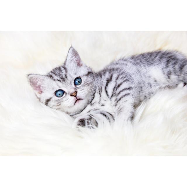 Moshannon Young Silver Tabby by Ben-Schonewille - Wrapped Canvas Photograph Brambly Cottage Size: 51cm H x 76cm W x 3.8cm D on Productcaster.