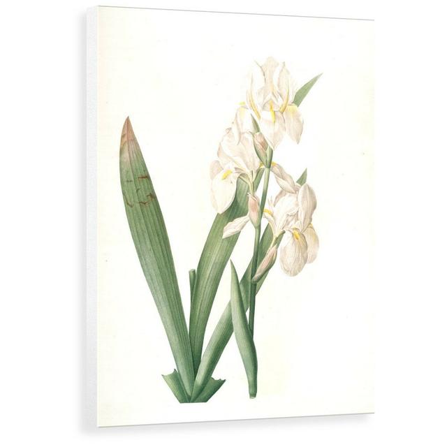 Iris Germanica Var. Floretina, Iris Florentina; Iris De Florence, Orris Root White; Flower De Luce; Germaniris by Pierre-Joseph Redouté - Painting Pri on Productcaster.