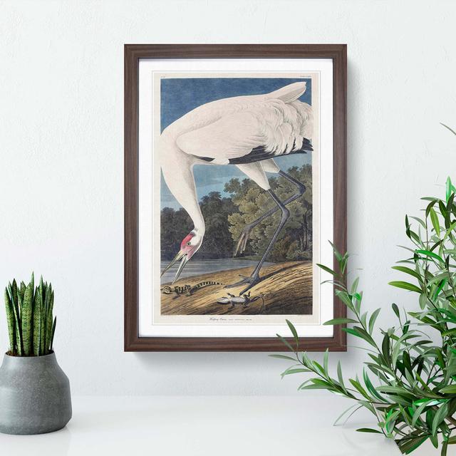 Hooping Crane Bird by John Audubon - Picture Frame Painting Print East Urban Home Size: 48cm H x 36cm W x 2cm D, Frame Option: Walnut Framed on Productcaster.