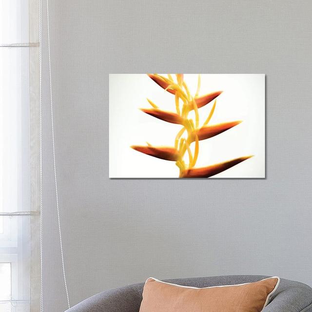 Heliconia I by Florian Schleinig - Wrapped Canvas Graphic Art Latitude Run Size: 45.72cm H x 66.04cm W x 1.905cm D on Productcaster.