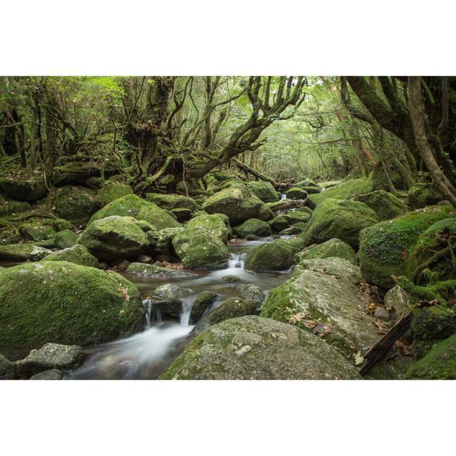 Tinley Moss Forest - Wrapped Canvas Photograph Alpen Home Size: 61cm H x 91cm W x 3.8cm D on Productcaster.