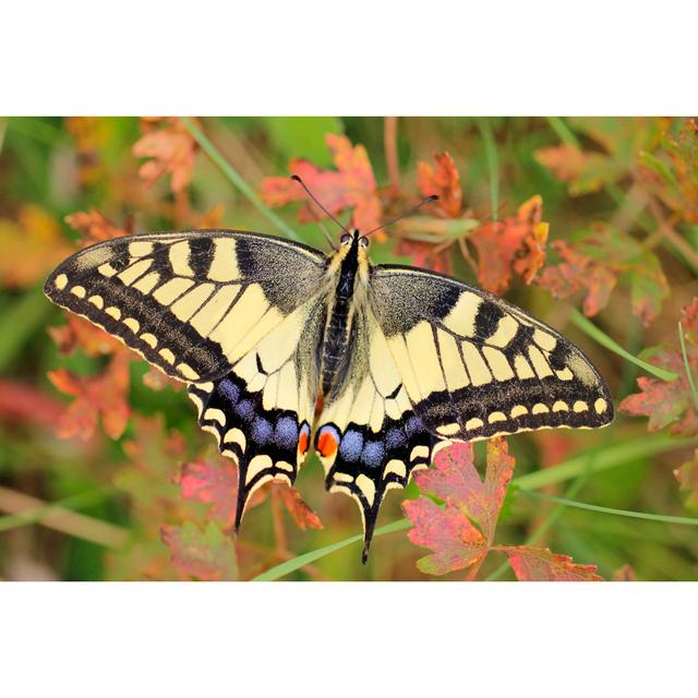 Papilio Macau - Wrapped Canvas Print Marlow Home Co. Size: 81cm H x 122cm W x 3.8cm D on Productcaster.