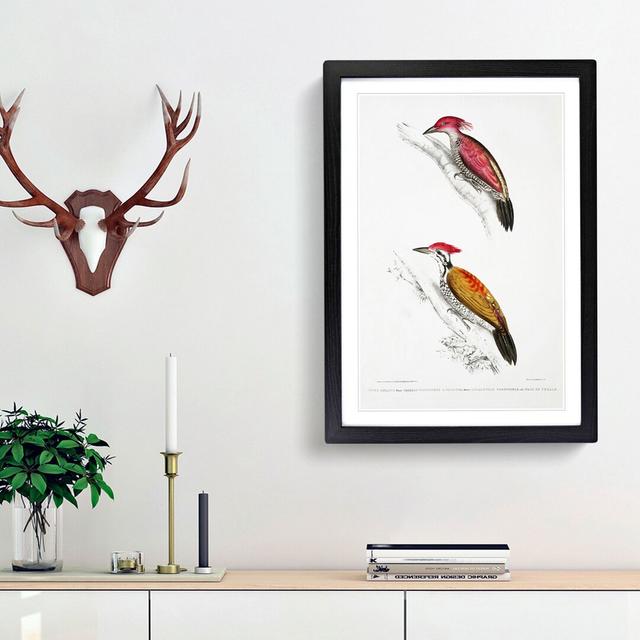 Illustrations of Woodpeckers by John Edward Gray - Picture Frame Painting Print East Urban Home Size: 65cm H x 48cm W x 2cm D, Frame Option: Black Fra on Productcaster.