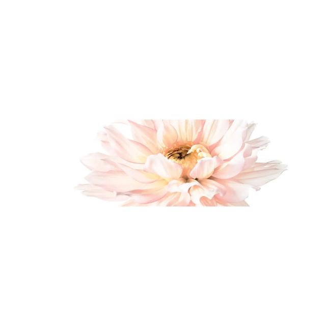 Blush Pink Dahlia I by - Wrapped Canvas Panoramic Gallery-Wrapped Canvas Giclée Ophelia & Co. Size: 30.48cm H x 91.44cm W x 1.905cm D on Productcaster.