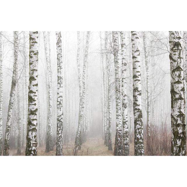 Birches In Foggy Weather - Wrapped Canvas Print Alpen Home Size: 81cm H x 122cm W on Productcaster.