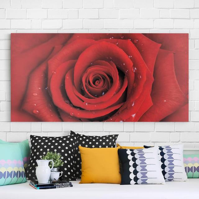 Rose with Water Droplets - Wrapped Canvas Photograph Canora Grey Format: 260g/m² Canvas, Size: 40cm H x 80cm W on Productcaster.