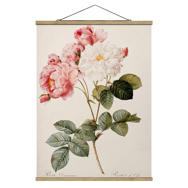 Damask Rose by Pierre-Joseph Redouté - Unframed Painting August Grove Size: 106.5cm H x 80cm W x 0.3cm D on Productcaster.