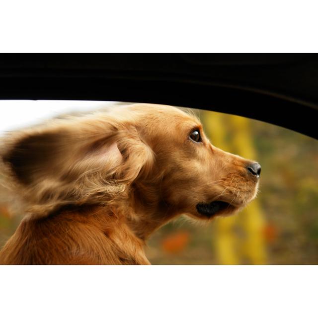 Happy Road Trip by Gardener_O - Wrapped Canvas Photograph Natur Pur Size: 61cm H x 91cm W on Productcaster.