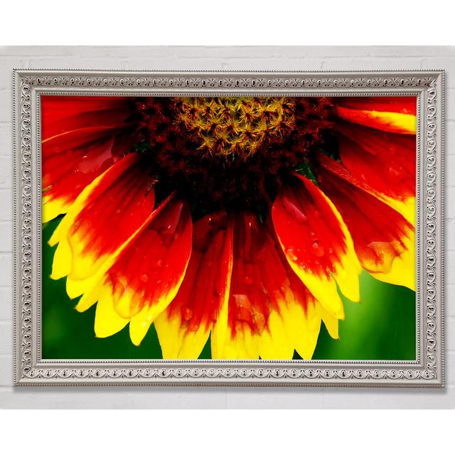 Fire Petal Dewdrop Framed Print Bright Star Size: 29.7cm H x 42cm W on Productcaster.