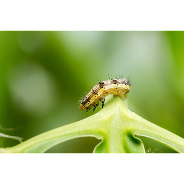 Baronne Cotton Bollworm by Moxumbic - Wrapped Canvas Print 17 Stories Size: 51cm H x 76cm W x 3.8cm D on Productcaster.