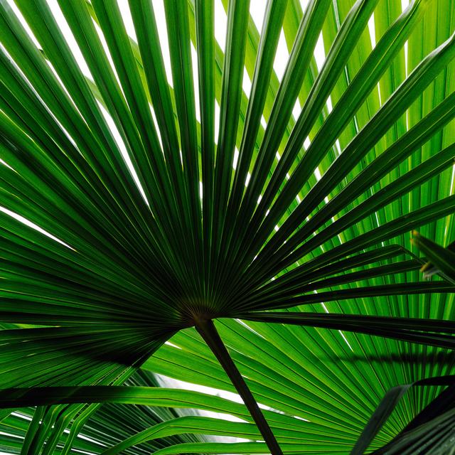 Palm Leaves by Pixonaut - Wrapped Canvas Print 17 Stories Size: 51cm H x 51cm W on Productcaster.