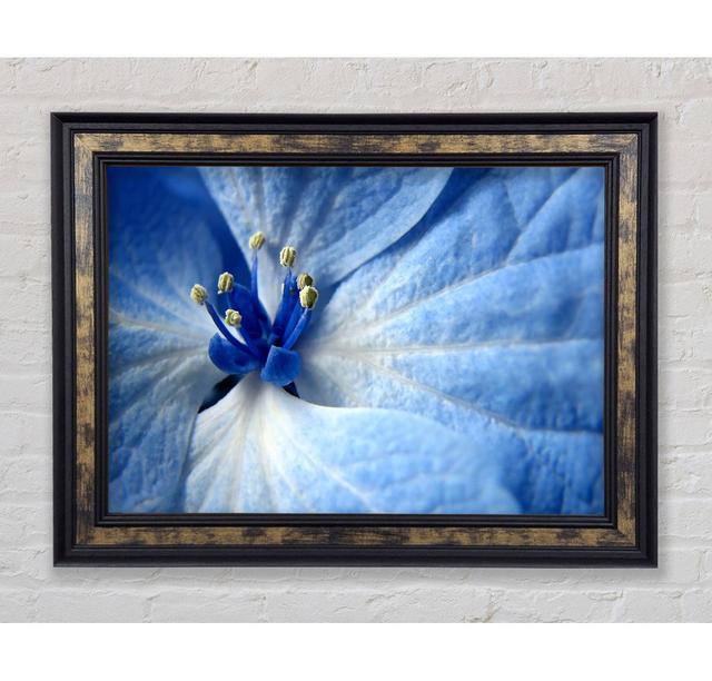 Soft Blue Flower - Single Picture Frame Art Prints Bright Star Size: 21cm H x 42cm W x 8cm D on Productcaster.