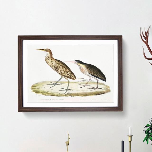 Two Herons by John Edward Gray - Picture Frame Painting Print East Urban Home Size: 36cm H x 48cm W x 2cm D, Frame Option: Walnut Framed on Productcaster.