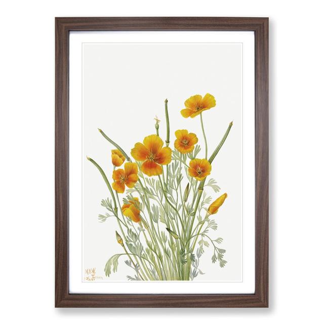 Mexican Poppy by Mary Vaux Walcott - Picture Frame Painting East Urban Home Frame Option: Walnut Framed, Size: 36cm H x 27cm W x 2cm D on Productcaster.