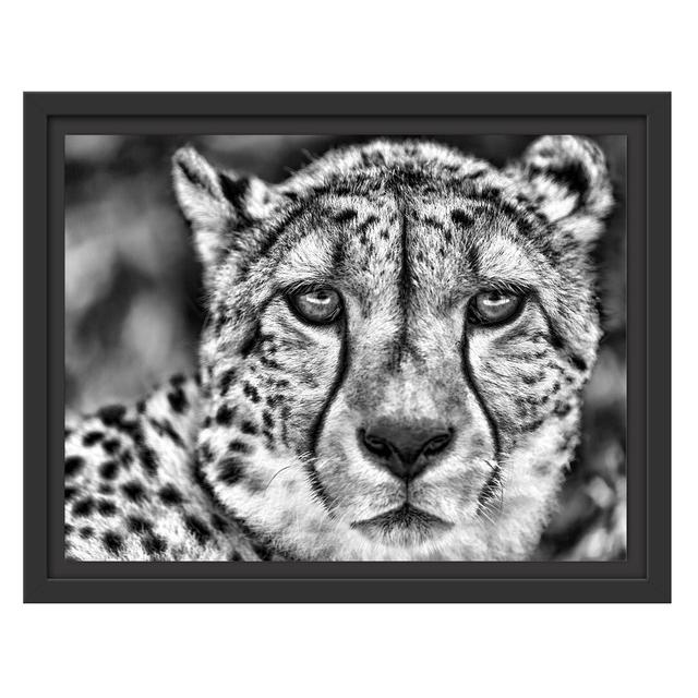 Gerahmtes Wandbild ruhender Gepard East Urban Home Größe: 30 cm H x 38 cm B on Productcaster.