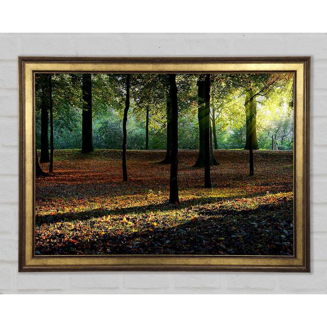 Autumn Light - Single Picture Frame Art Prints Union Rustic Size: 59.7cm H x 84.1cm W x 1.5cm D on Productcaster.